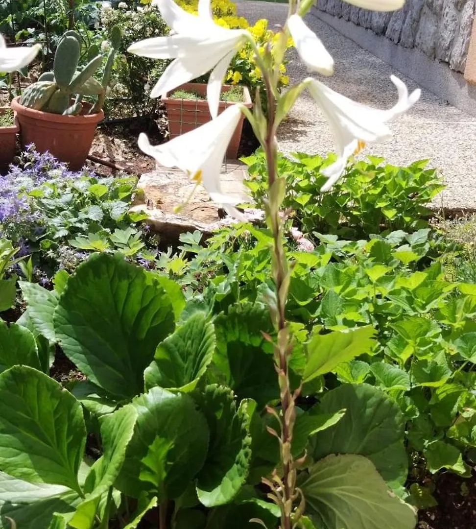 Apartmani Anita Malinska Apartman